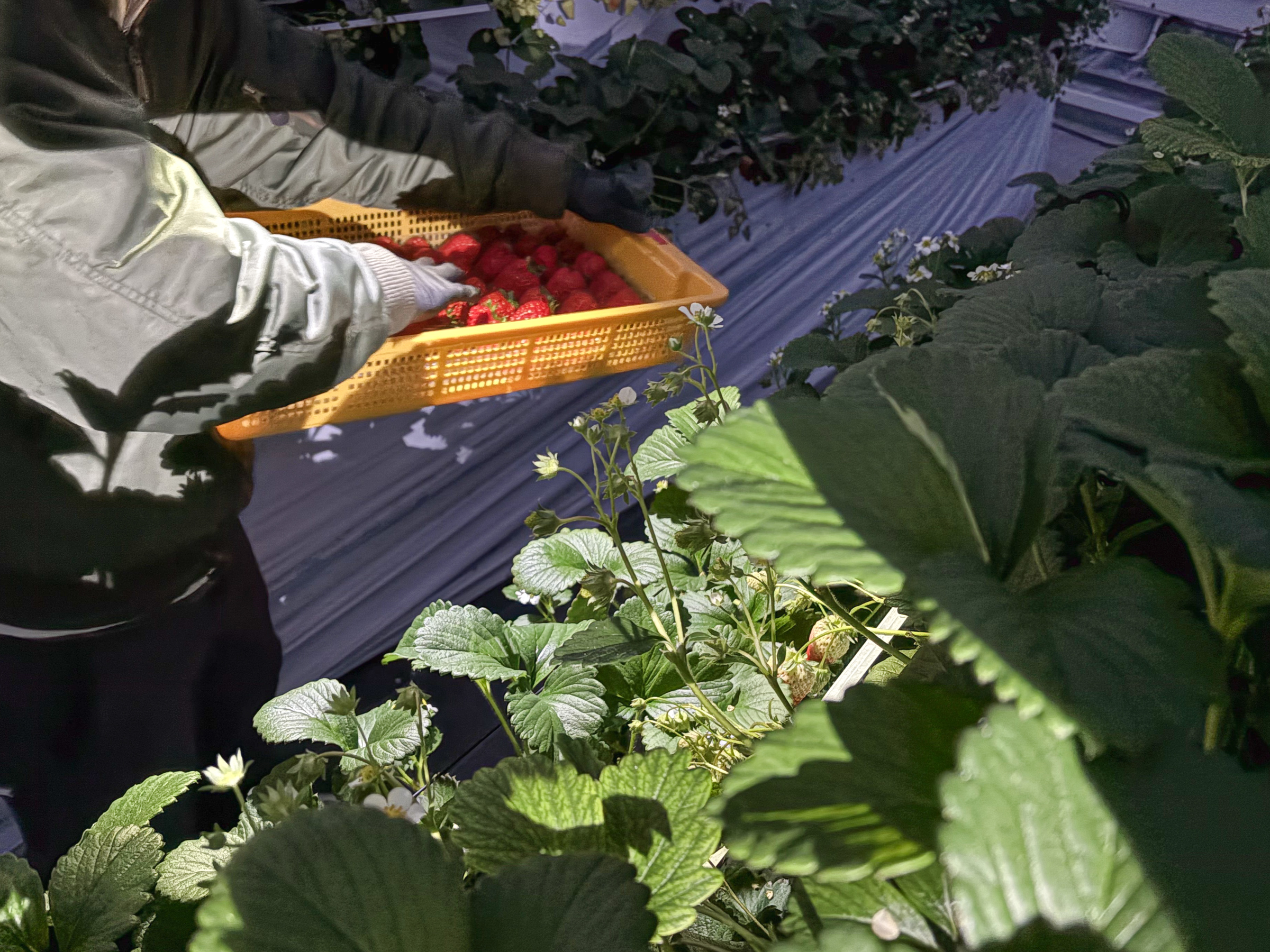 神戸やくもファーム