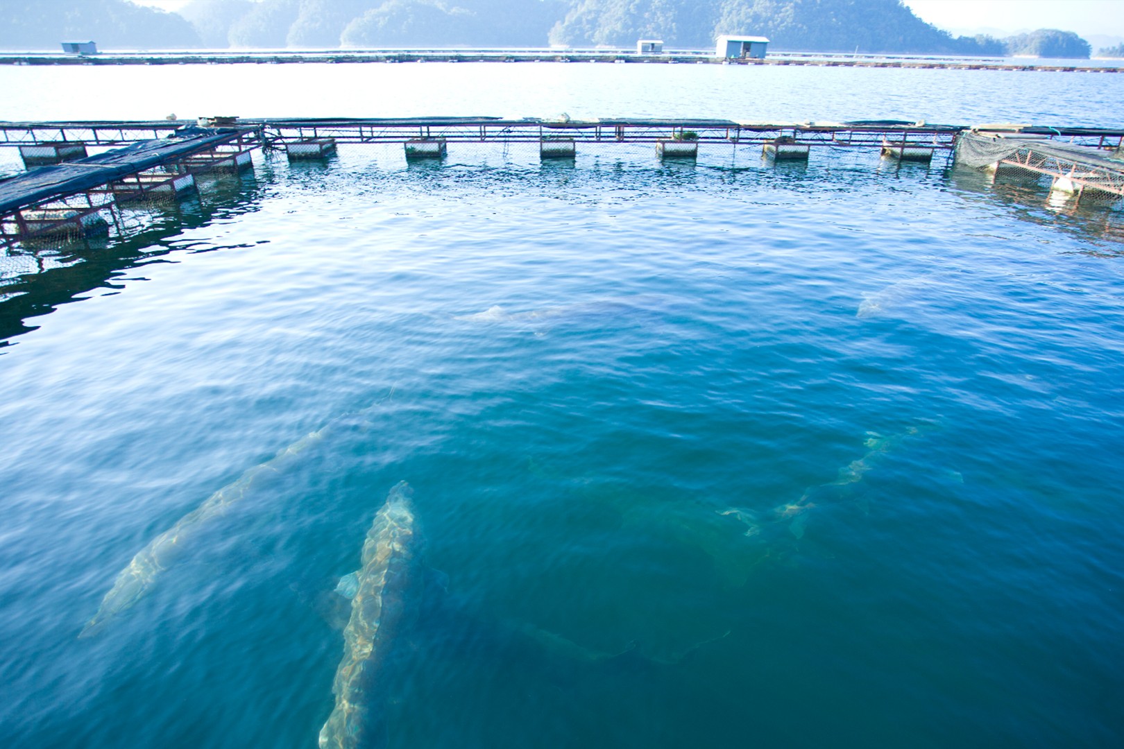 千島湖チョウザメ